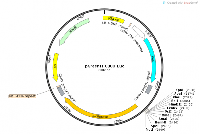 pGreenII 0800-LUC载体图谱